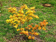 - FOR PICKUP ONLY | Acer palmatum 'Japanese Princess' Dwarf Japanese Maple | DOES NOT SHIP - Mr Maple │ Buy Japanese Maple Trees