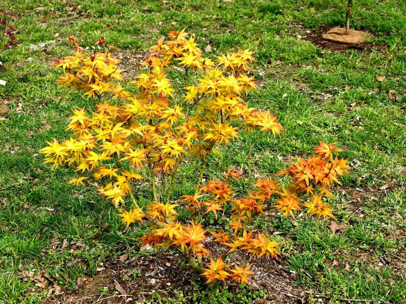 - FOR PICKUP ONLY | Acer palmatum 'Japanese Princess' Dwarf Japanese Maple | DOES NOT SHIP - Mr Maple │ Buy Japanese Maple Trees