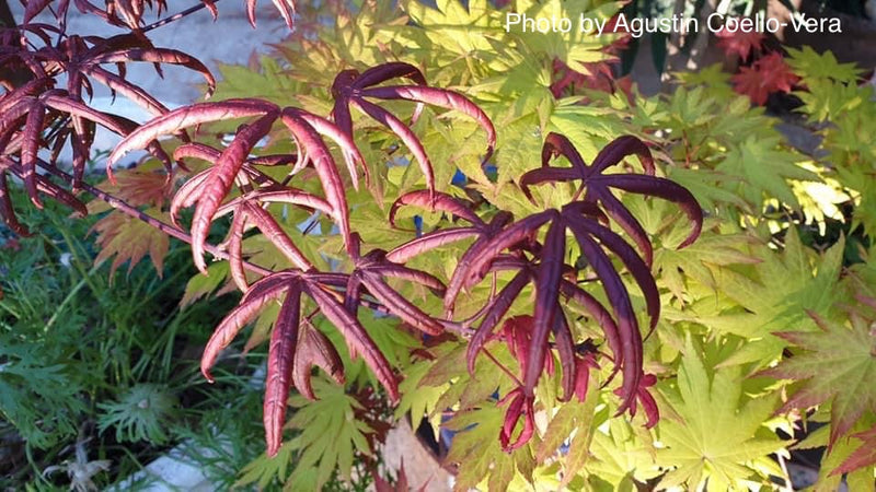 - FOR PICK UP ONLY | Acer palmatum 'Peve Starfish' Japanese Maple | DOES NOT SHIP - Mr Maple │ Buy Japanese Maple Trees
