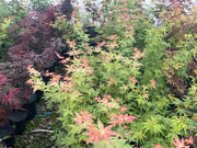 - Acer palmatum 'Ramona' Rare Japanese Maple - Mr Maple │ Buy Japanese Maple Trees