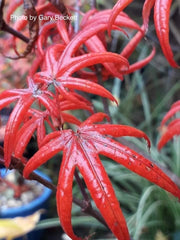 - FOR PICK UP ONLY | Acer palmatum 'Peve Starfish' Japanese Maple | DOES NOT SHIP - Mr Maple │ Buy Japanese Maple Trees