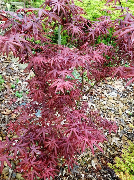 FOR PICK UP ONLY | Acer palmatum 'Peve Starfish' Japanese Maple | DOES NOT SHIP