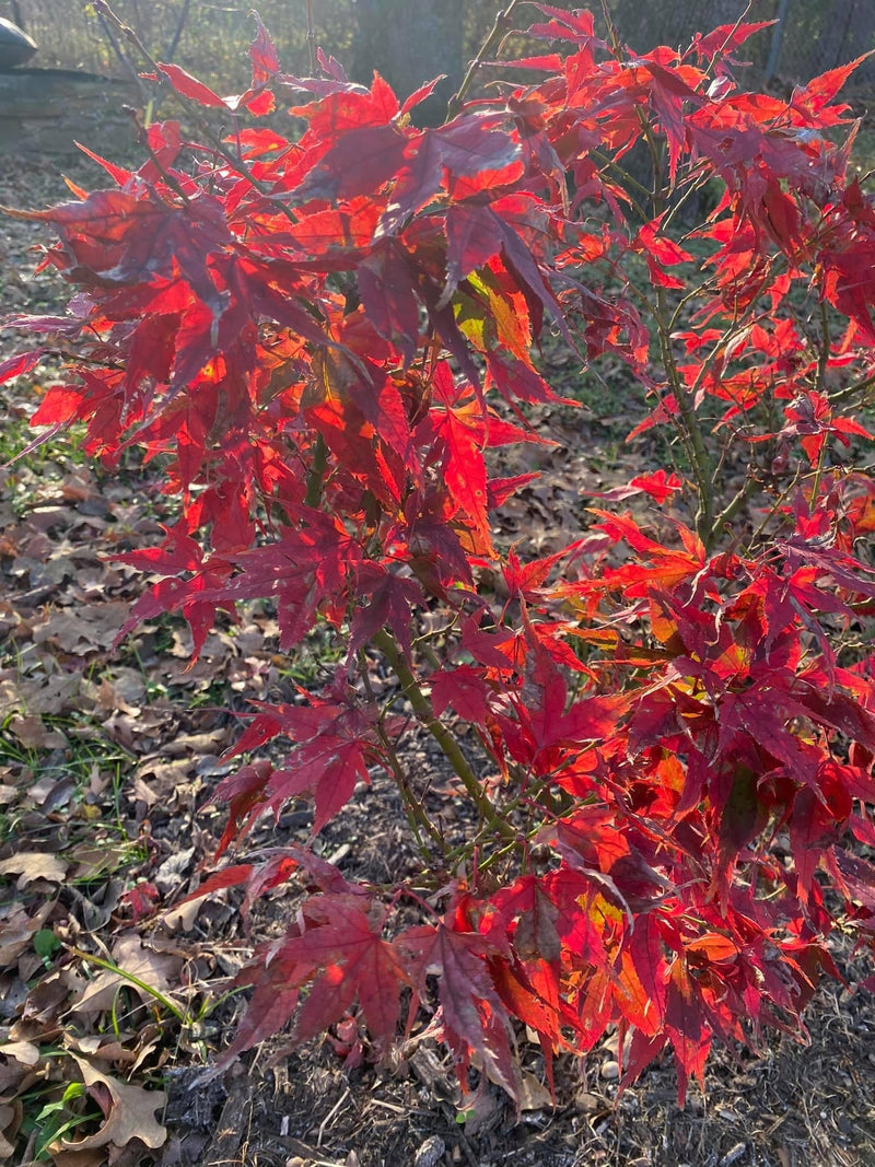 - FOR PICKUP ONLY | Acer palmatum 'Japanese Princess' Dwarf Japanese Maple | DOES NOT SHIP - Mr Maple │ Buy Japanese Maple Trees