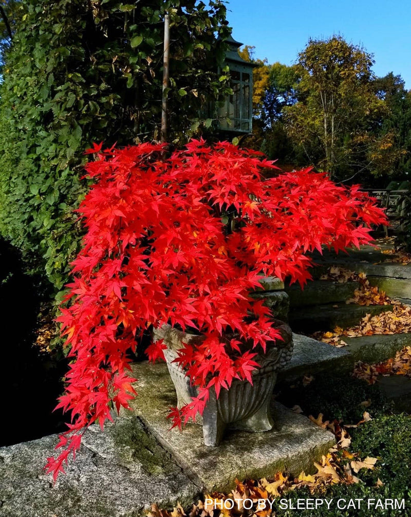 - FOR PICKUP ONLY | Acer palmatum 'Ryusen' Japanese Maple | DOES NOT SHIP - Mr Maple │ Buy Japanese Maple Trees