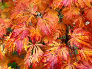 - FOR PICKUP ONLY | Acer japonicum 'Mai kujaku' Dancing Peacock Japanese Maple | DOES NOT SHIP - Mr Maple │ Buy Japanese Maple Trees