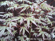 - FOR PICKUP ONLY | Acer palmatum 'Ukigumo' Floating Clouds Japanese Maple | DOES NOT SHIP - Mr Maple │ Buy Japanese Maple Trees