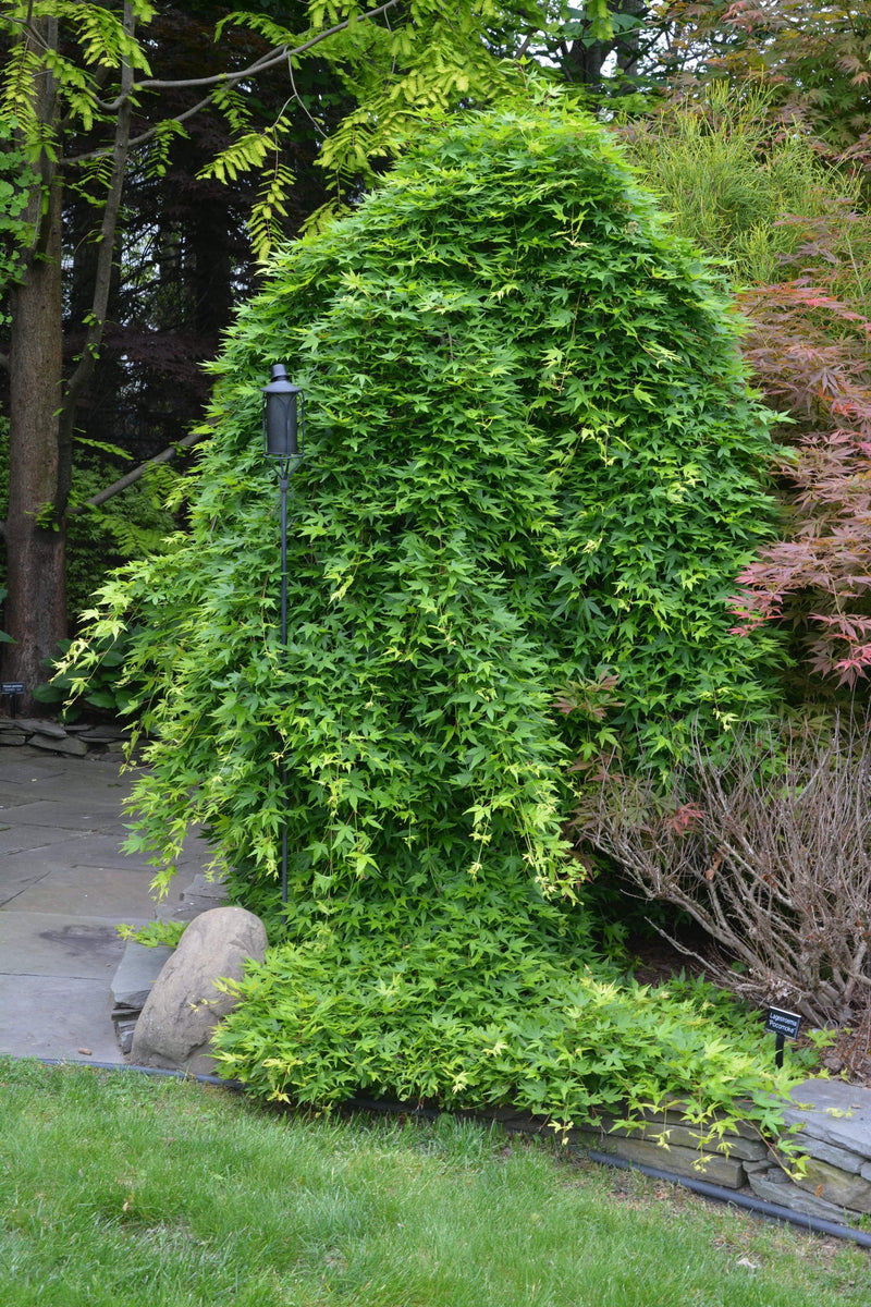 - FOR PICKUP ONLY | Acer palmatum 'Ryusen' Japanese Maple | DOES NOT SHIP - Mr Maple │ Buy Japanese Maple Trees