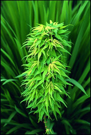 - FOR PICK UP ONLY | Acer palmatum 'Mikawa yatsubusa' Dwarf Japanese Maple | DOES NOT SHIP - Mr Maple │ Buy Japanese Maple Trees