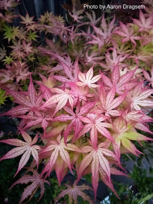 FOR PICK UP ONLY | Acer palmatum 'Amber Ghost' Japanese Maple | DOES NOT SHIP