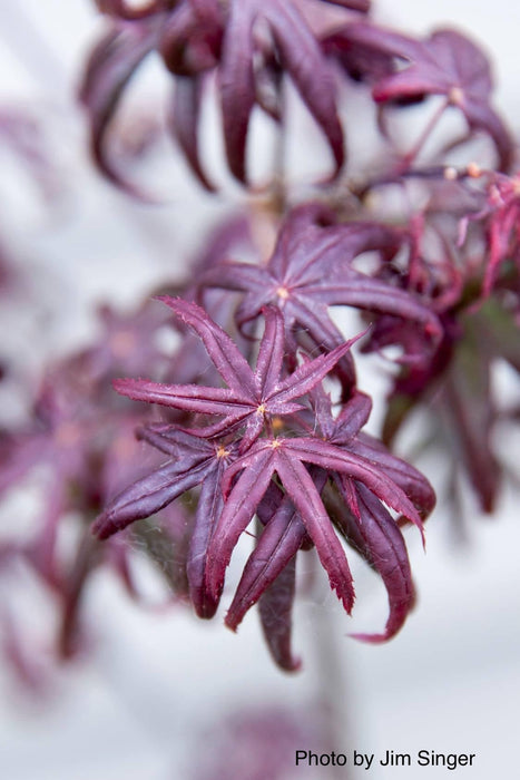 FOR PICK UP ONLY | Acer palmatum 'Peve Starfish' Japanese Maple | DOES NOT SHIP