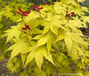 - FOR PICK UP ONLY | Acer palmatum 'Summer Gold' Japanese Maple | DOES NOT SHIP - Mr Maple │ Buy Japanese Maple Trees