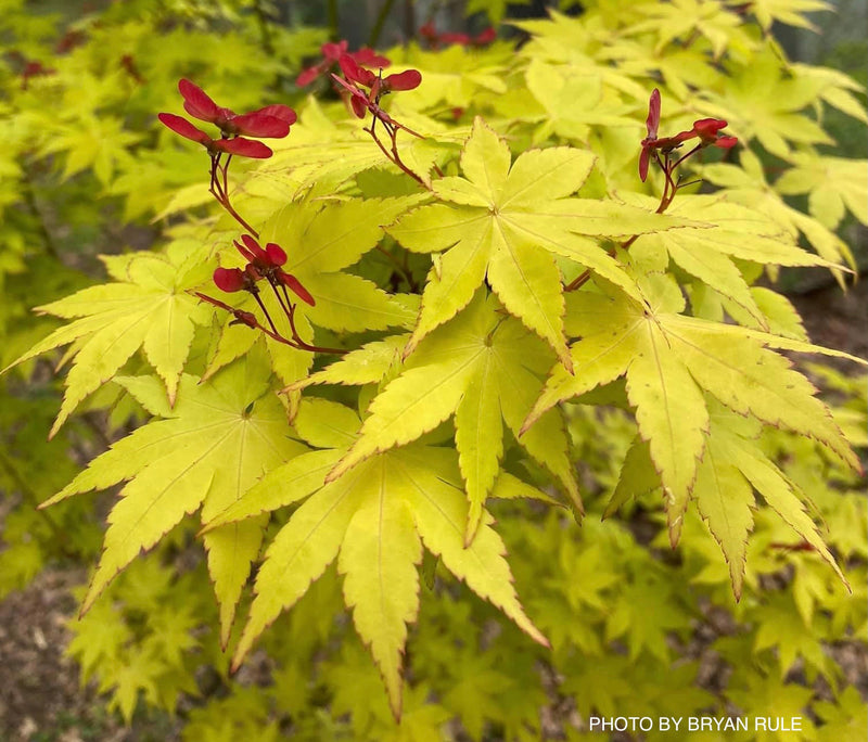 - FOR PICK UP ONLY | Acer palmatum 'Summer Gold' Japanese Maple | DOES NOT SHIP - Mr Maple │ Buy Japanese Maple Trees