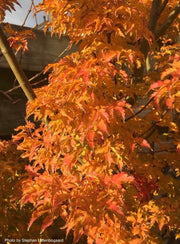 - FOR PICKUP ONLY | Acer palmatum 'Shishigashira' Lion's Head Japanese Maple | DOES NOT SHIP - Mr Maple │ Buy Japanese Maple Trees