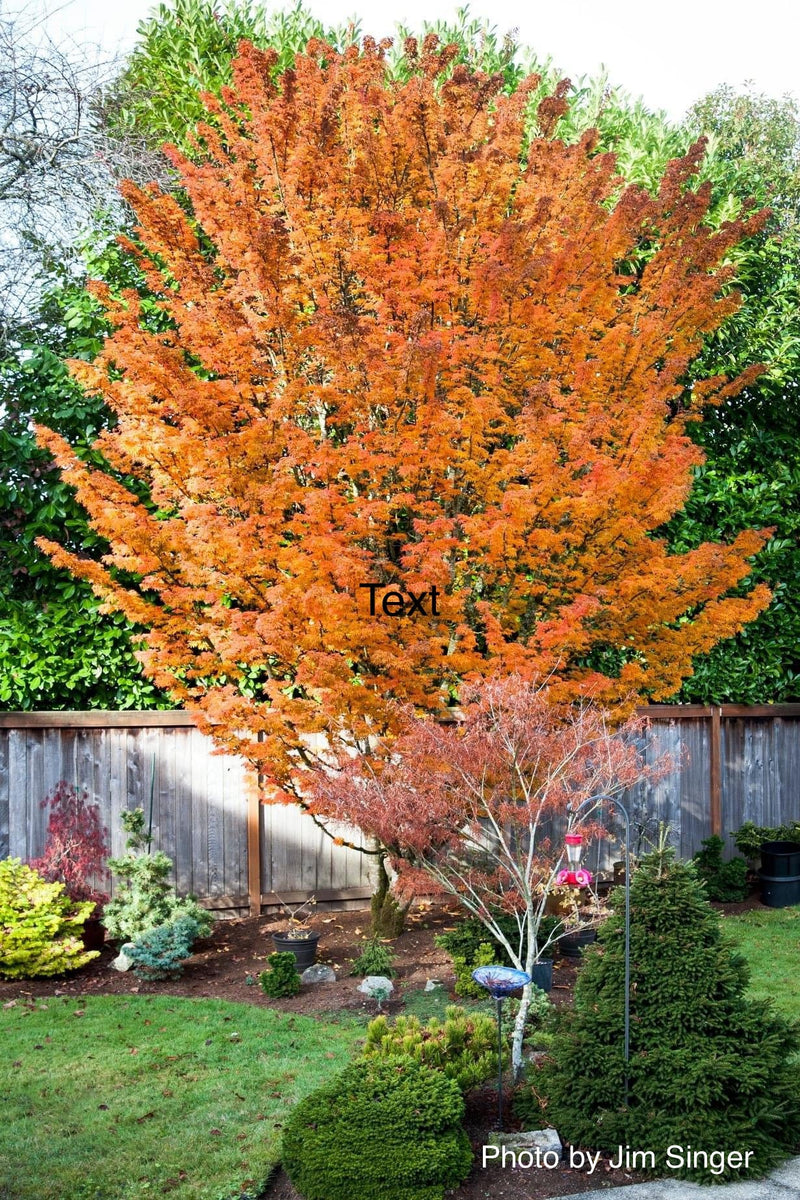 - FOR PICKUP ONLY | Acer palmatum 'Shishigashira' Lion's Head Japanese Maple | DOES NOT SHIP - Mr Maple │ Buy Japanese Maple Trees