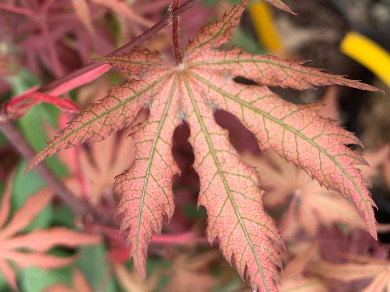 - FOR PICKUP ONLY | Acer palmatum 'Nebula' Variegated Japanese Maple | DOES NOT SHIP - Mr Maple │ Buy Japanese Maple Trees
