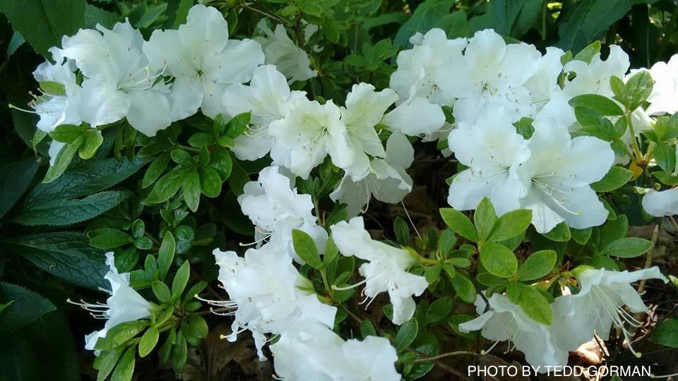 Azalea 'Girard’s Pleasant White’ Evergreen White Azalea