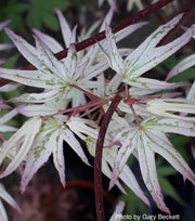 - FOR PICKUP ONLY | Acer palmatum 'Ukigumo' Floating Clouds Japanese Maple | DOES NOT SHIP - Mr Maple │ Buy Japanese Maple Trees