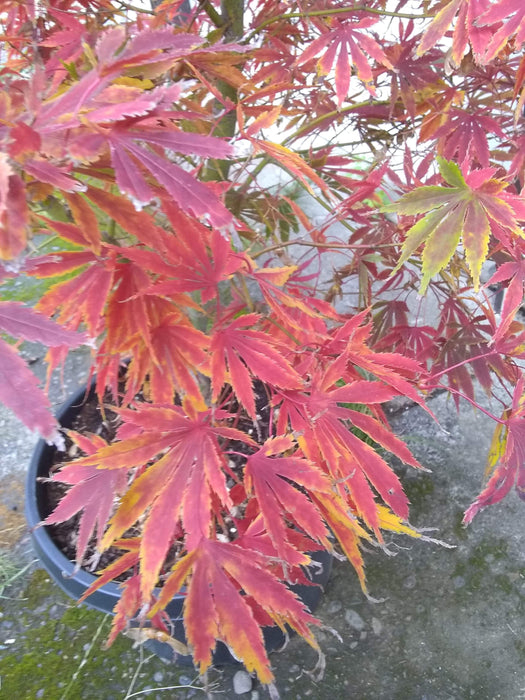 FOR PICKUP ONLY | Acer palmatum 'Fascination' Japanese Maple | DOES NOT SHIP