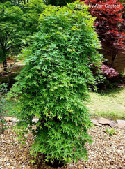 - FOR PICKUP ONLY | Acer palmatum 'Ryusen' Japanese Maple | DOES NOT SHIP - Mr Maple │ Buy Japanese Maple Trees
