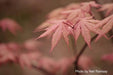 - FOR PICK UP ONLY | Acer palmatum 'Amber Ghost' Japanese Maple | DOES NOT SHIP - Mr Maple │ Buy Japanese Maple Trees