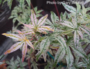 - FOR PICKUP ONLY | Acer palmatum 'Ukigumo' Floating Clouds Japanese Maple | DOES NOT SHIP - Mr Maple │ Buy Japanese Maple Trees