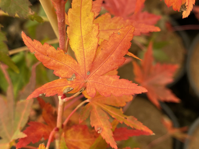 - Acer palmatum 'Gold Digger' Yellow Coral Bark Japanese Maple - Mr Maple │ Buy Japanese Maple Trees