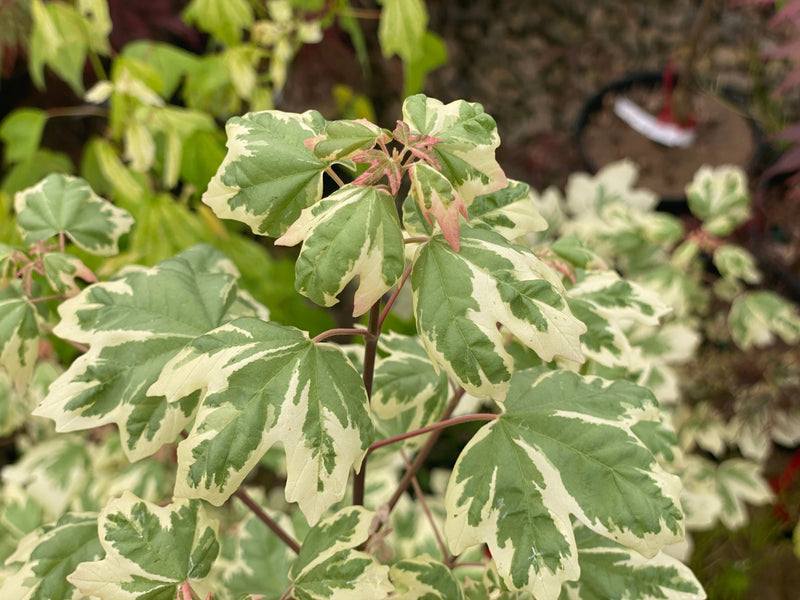 - FOR PICK UP ONLY | Acer campestre 'Carnival' White Variegated Maple | DOES NOT SHIP - Mr Maple │ Buy Japanese Maple Trees