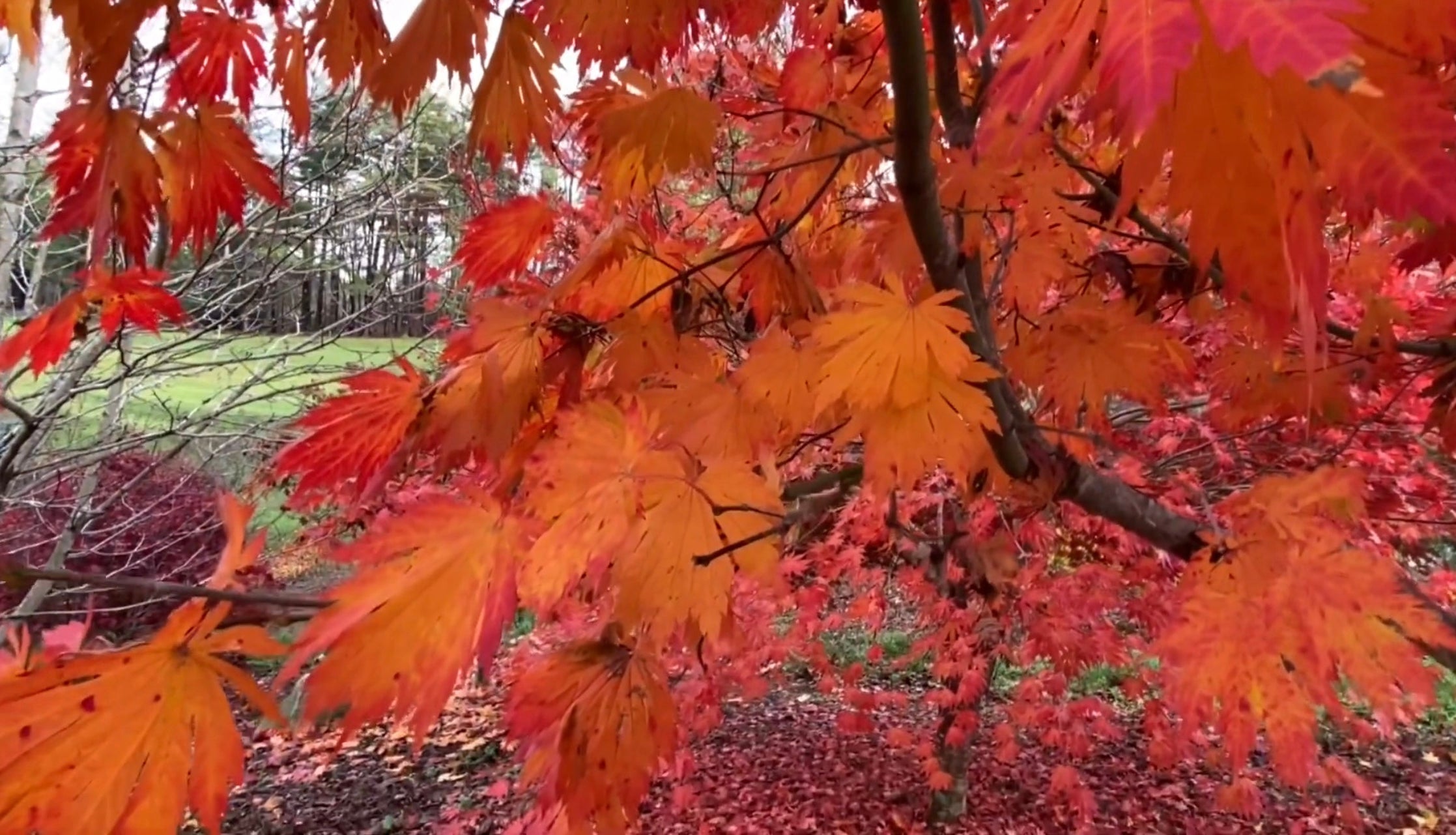 Japanese Rising Sun Tree FOR PICKUP ONLY | Acer japonicum ‘Rising Sun’ Japanese Maple | DOES NO ...
