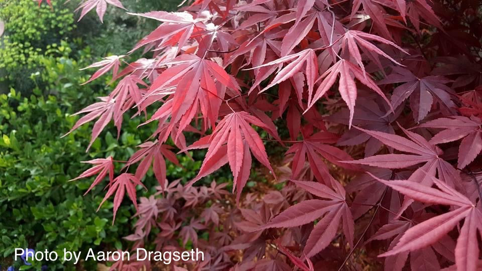 FOR PICK UP ONLY | Acer palmatum 'Moonfire' Japanese Maple | DOES NOT SHIP