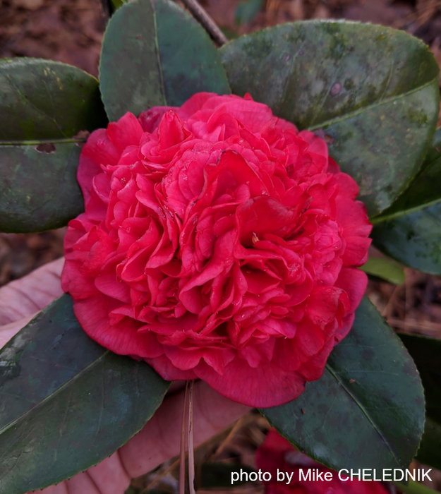 Camellia japonica 'Fire Falls' Red Flowering Camellia