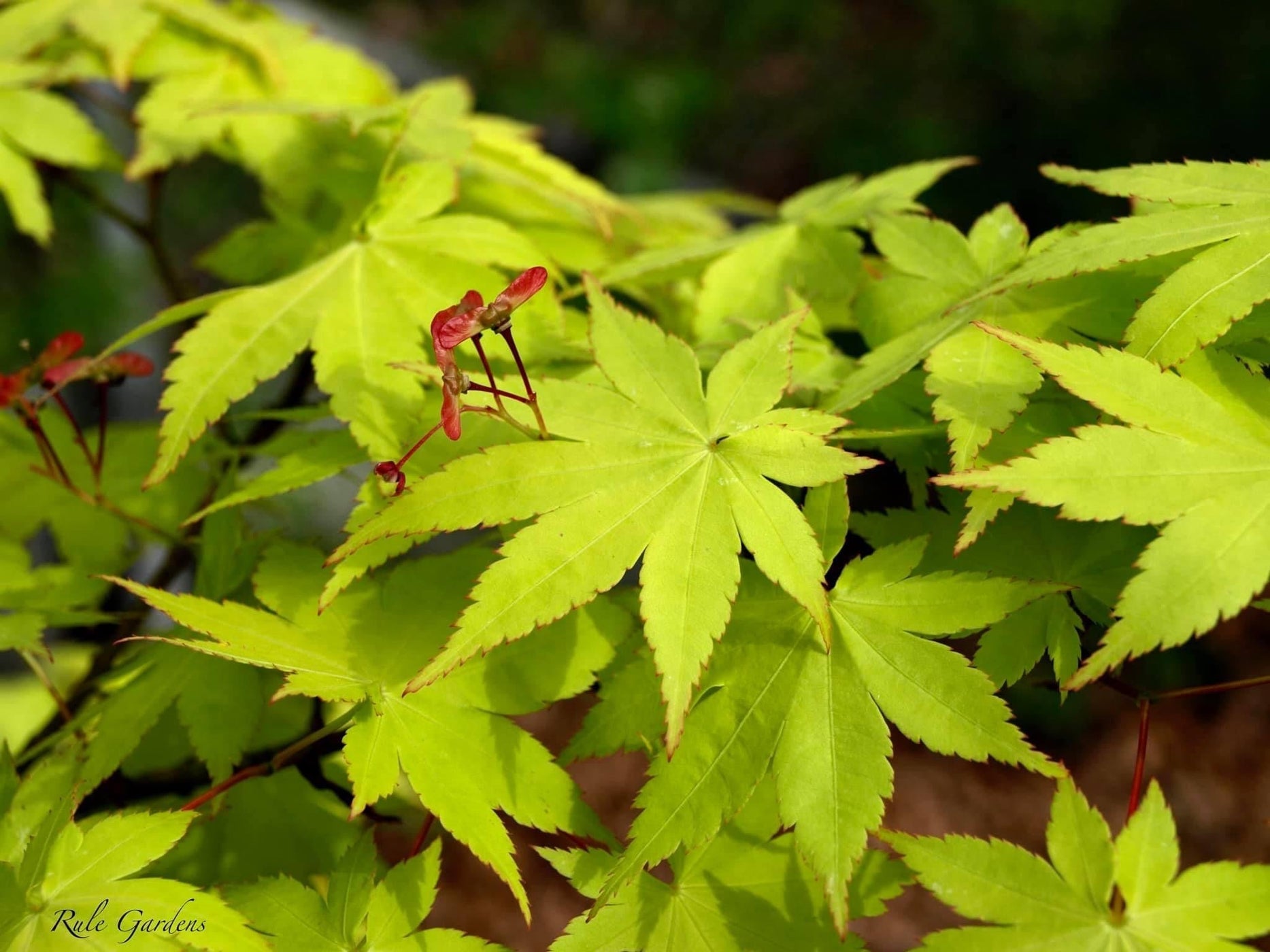 Buy Acer palmatum 'Summer Gold' Japanese Maple — Mr Maple │ Buy ...