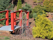 - FOR PICKUP ONLY | Acer palmatum 'Ryusen' Japanese Maple | DOES NOT SHIP - Mr Maple │ Buy Japanese Maple Trees