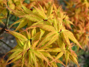 - FOR PICKUP ONLY | Acer palmatum 'Japanese Princess' Dwarf Japanese Maple | DOES NOT SHIP - Mr Maple │ Buy Japanese Maple Trees