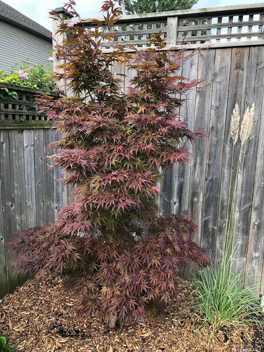 FOR PICKUP ONLY | Acer palmatum 'Pixie' Japanese Maple | DOES NOT SHIP