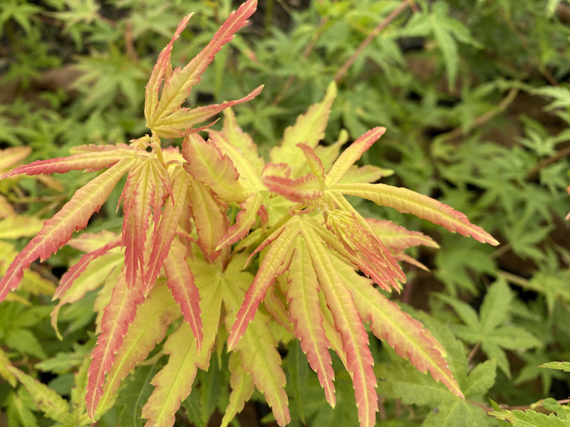 - FOR PICK UP ONLY | Acer palmatum 'Golden Falls' Weeping Golden Japanese Maple | DOES NOT SHIP - Mr Maple │ Buy Japanese Maple Trees