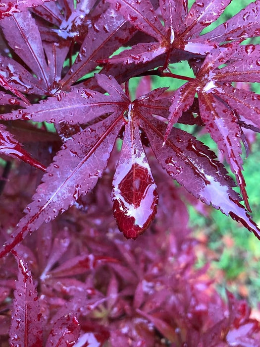 FOR PICKUP ONLY | Acer palmatum 'Skeeter's Broom’ Narrow Red Japanese Maple | DOES NOT SHIP