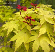- FOR PICK UP ONLY | Acer palmatum 'Summer Gold' Japanese Maple | DOES NOT SHIP - Mr Maple │ Buy Japanese Maple Trees