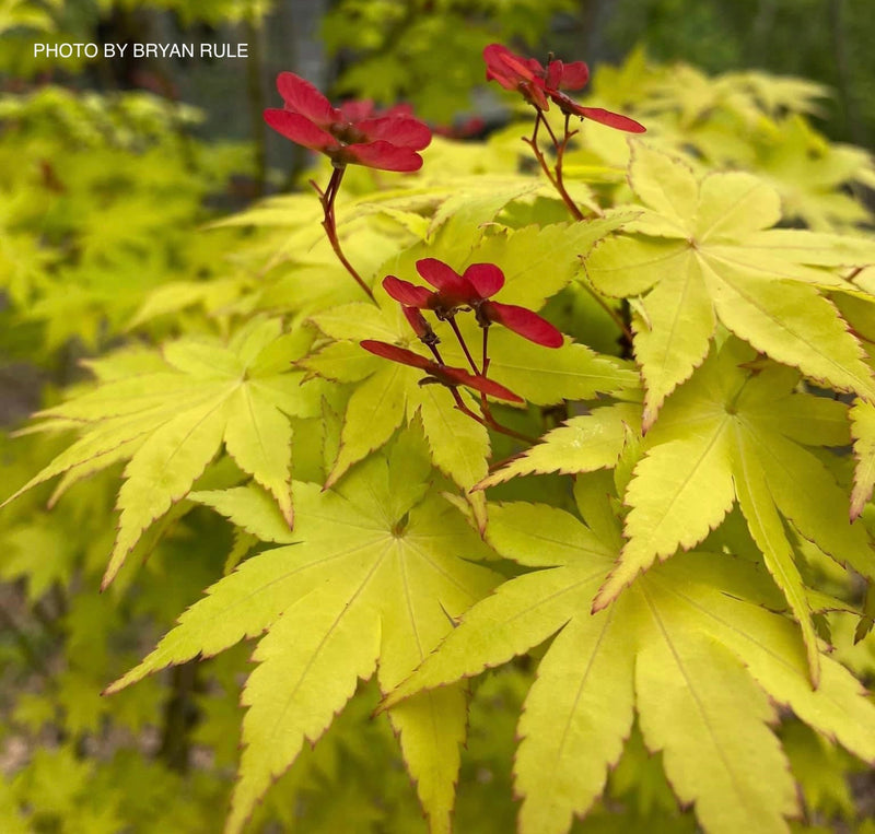 - FOR PICK UP ONLY | Acer palmatum 'Summer Gold' Japanese Maple | DOES NOT SHIP - Mr Maple │ Buy Japanese Maple Trees