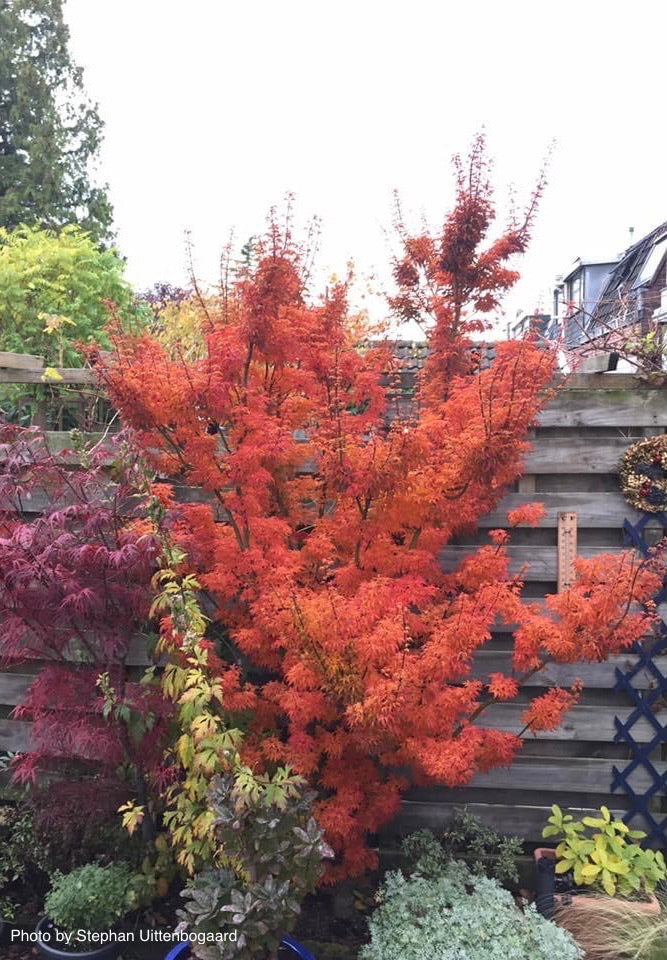 - FOR PICKUP ONLY | Acer palmatum 'Shishigashira' Lion's Head Japanese Maple | DOES NOT SHIP - Mr Maple │ Buy Japanese Maple Trees