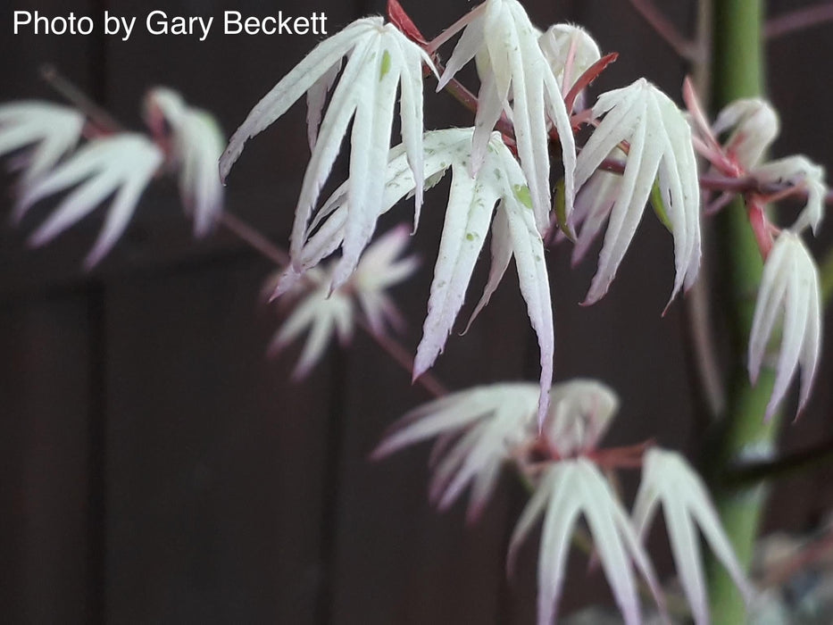 FOR PICKUP ONLY | Acer palmatum 'Ukigumo' Floating Clouds Japanese Maple | DOES NOT SHIP