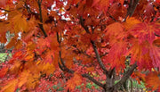 - FOR PICKUP ONLY | Acer japonicum ‘Rising Sun’ Japanese Maple | DOES NOT SHIP - Mr Maple │ Buy Japanese Maple Trees