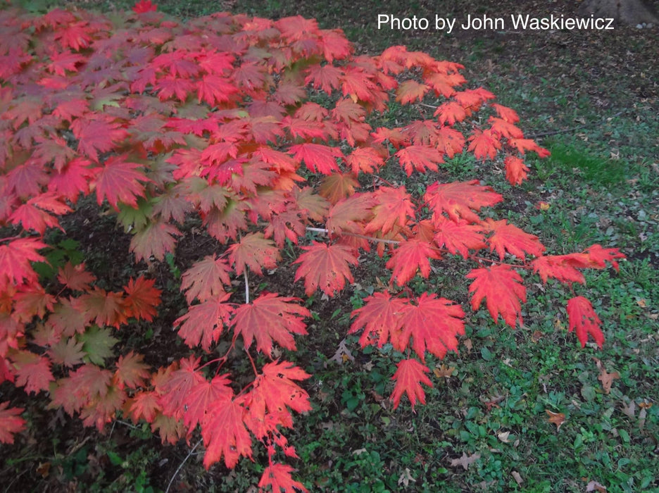 FOR PICK UP ONLY | Acer pseudosieboldianum Japanese Maple | DOES NOT SHIP