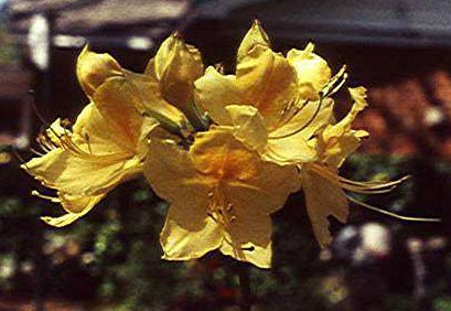 Azalea 'Lemonade’ Yellow Aromi Hybrid Native Azalea