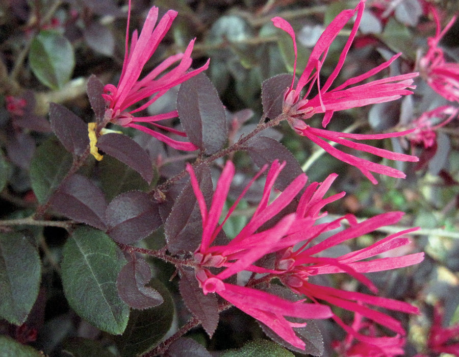 Loropetalum ‘Cerise Charm™' Purple Leaf Fringe Flower