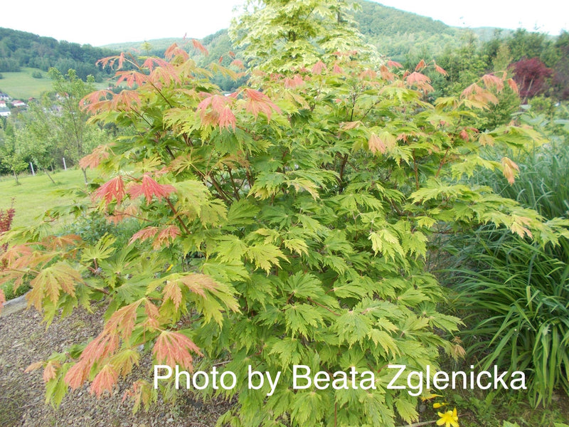 - FOR PICKUP ONLY | Acer japonicum 'Mai kujaku' Dancing Peacock Japanese Maple | DOES NOT SHIP - Mr Maple │ Buy Japanese Maple Trees