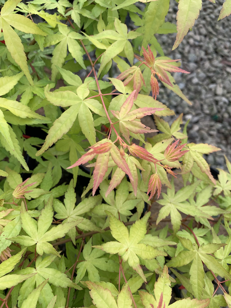 - FOR PICK UP ONLY | Acer palmatum 'Golden Falls' Weeping Golden Japanese Maple | DOES NOT SHIP - Mr Maple │ Buy Japanese Maple Trees