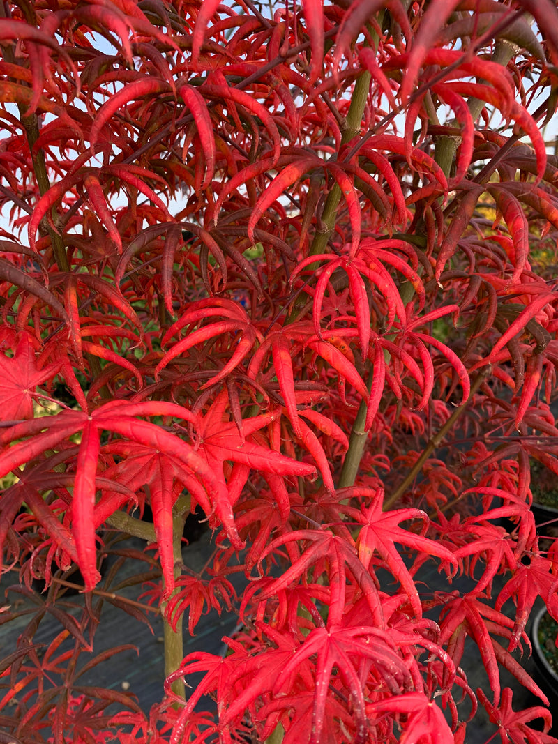 - FOR PICK UP ONLY | Acer palmatum 'Peve Starfish' Japanese Maple | DOES NOT SHIP - Mr Maple │ Buy Japanese Maple Trees