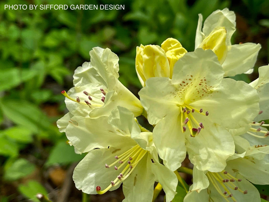Rhododendron 'Capistrano' Yellow Blooms