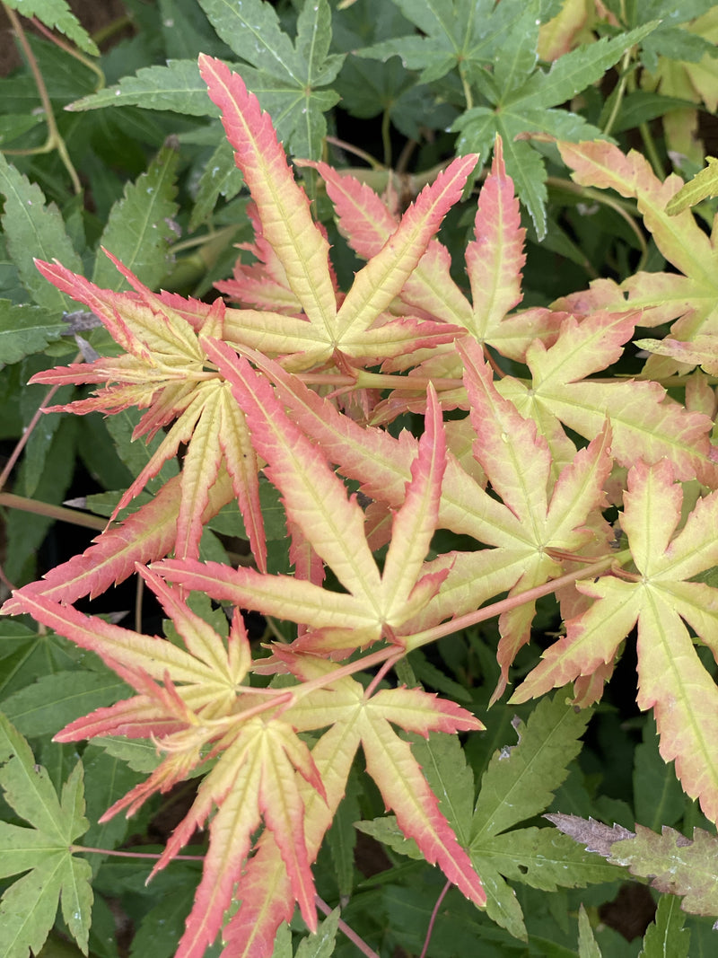 - FOR PICK UP ONLY | Acer palmatum 'Golden Falls' Weeping Golden Japanese Maple | DOES NOT SHIP - Mr Maple │ Buy Japanese Maple Trees