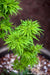 - FOR PICKUP ONLY | Acer palmatum 'Tattoo' Dwarf Japanese Maple | DOES NOT SHIP - Mr Maple │ Buy Japanese Maple Trees